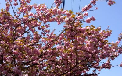 八重桜