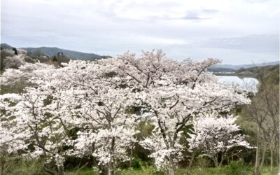 日古木の桜