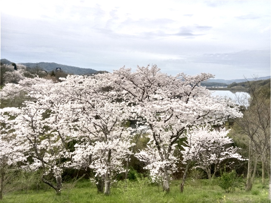 日古木の桜